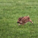 FC SInsheim Oechsner Petra Maria 05.jpg